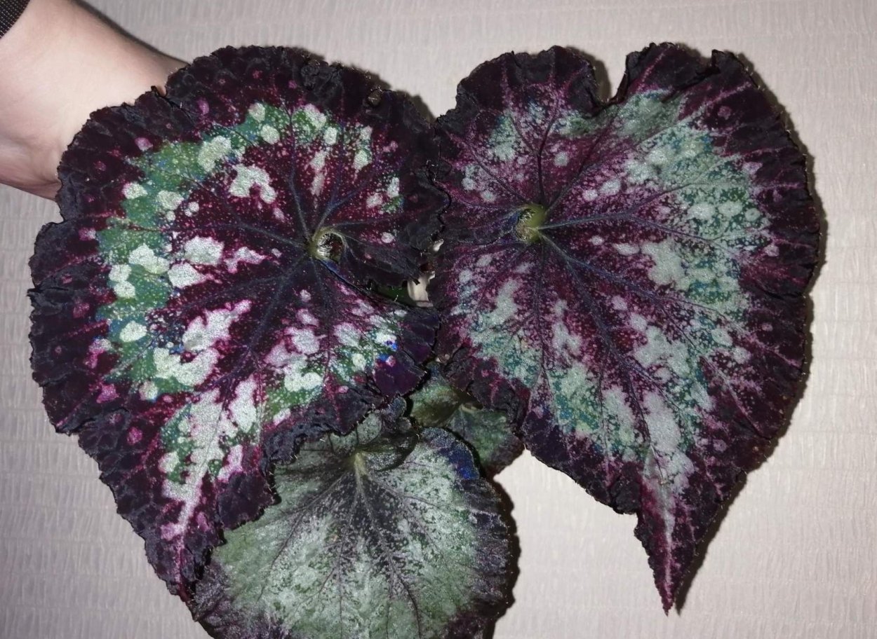 Бегония DS-салют