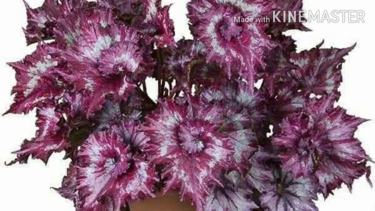 Бегония пальмата