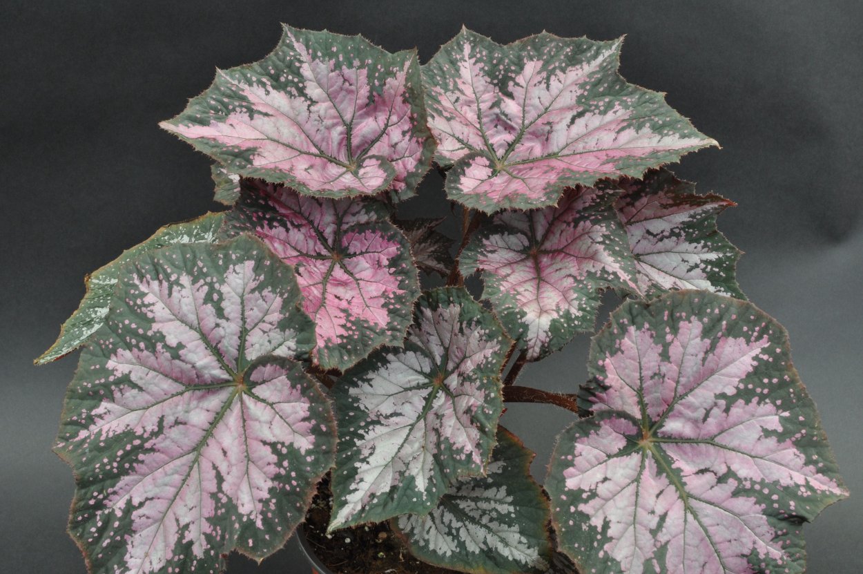 Бегония ампельная декоративнолиственная