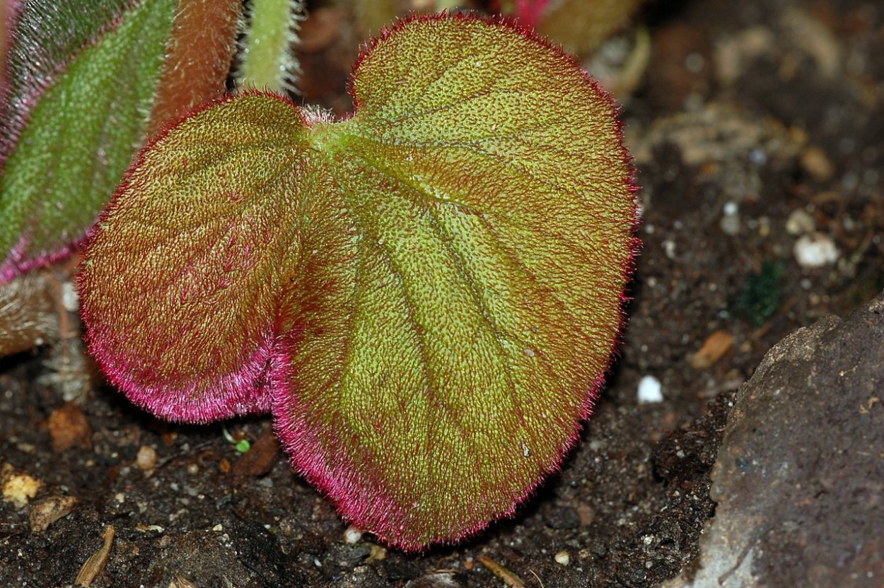 Бегония Бауэра