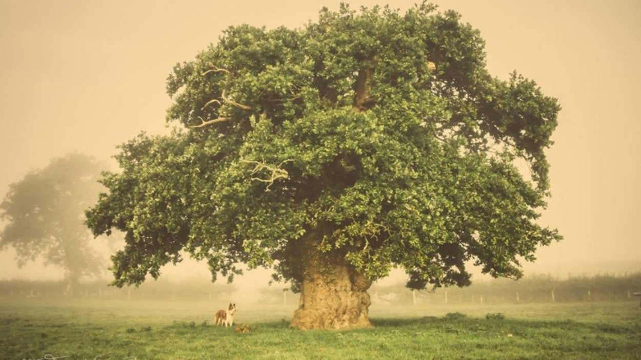 Могучий дуб