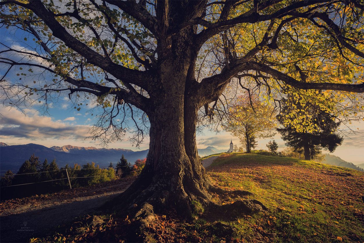 Одинокое дерево