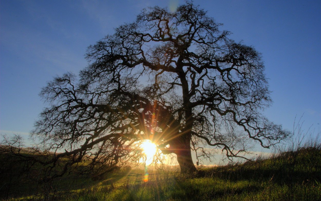 Большое дерево