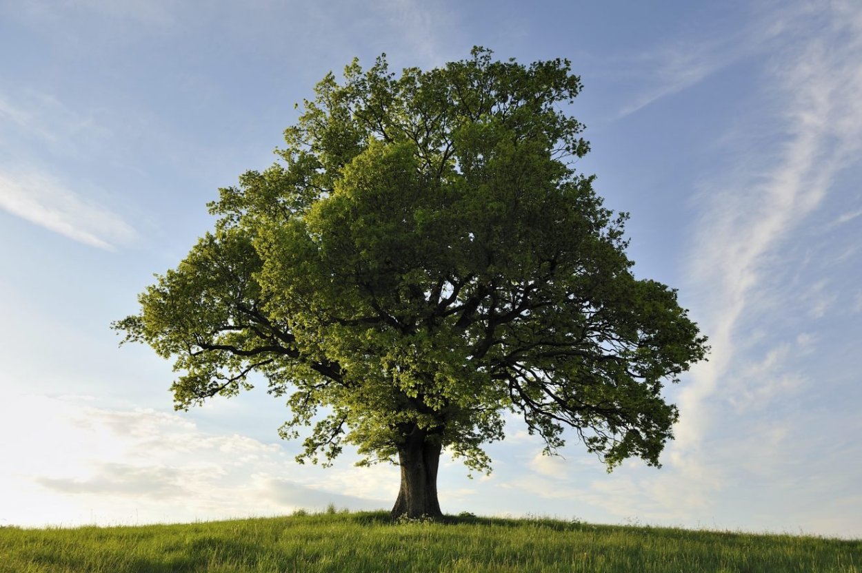 Дуб дерево