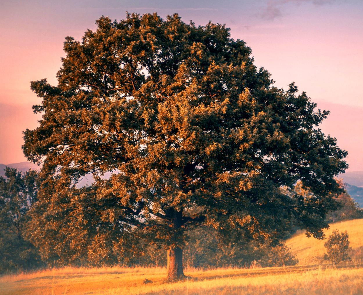 Дерево Эстетика