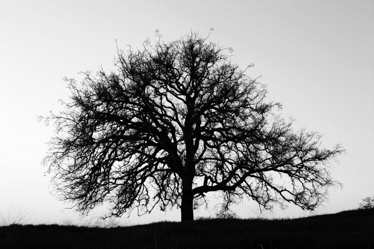 Дерево на фоне воды