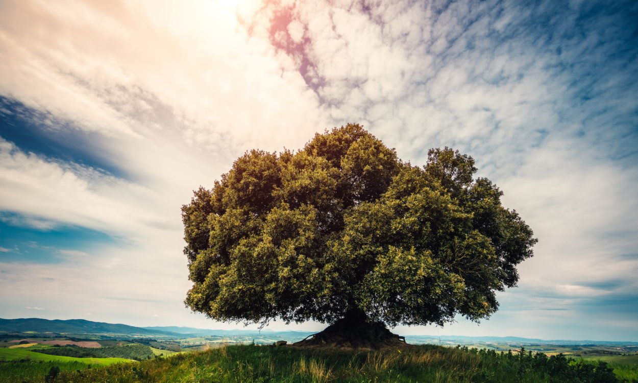 Высокие холмы для деревьев