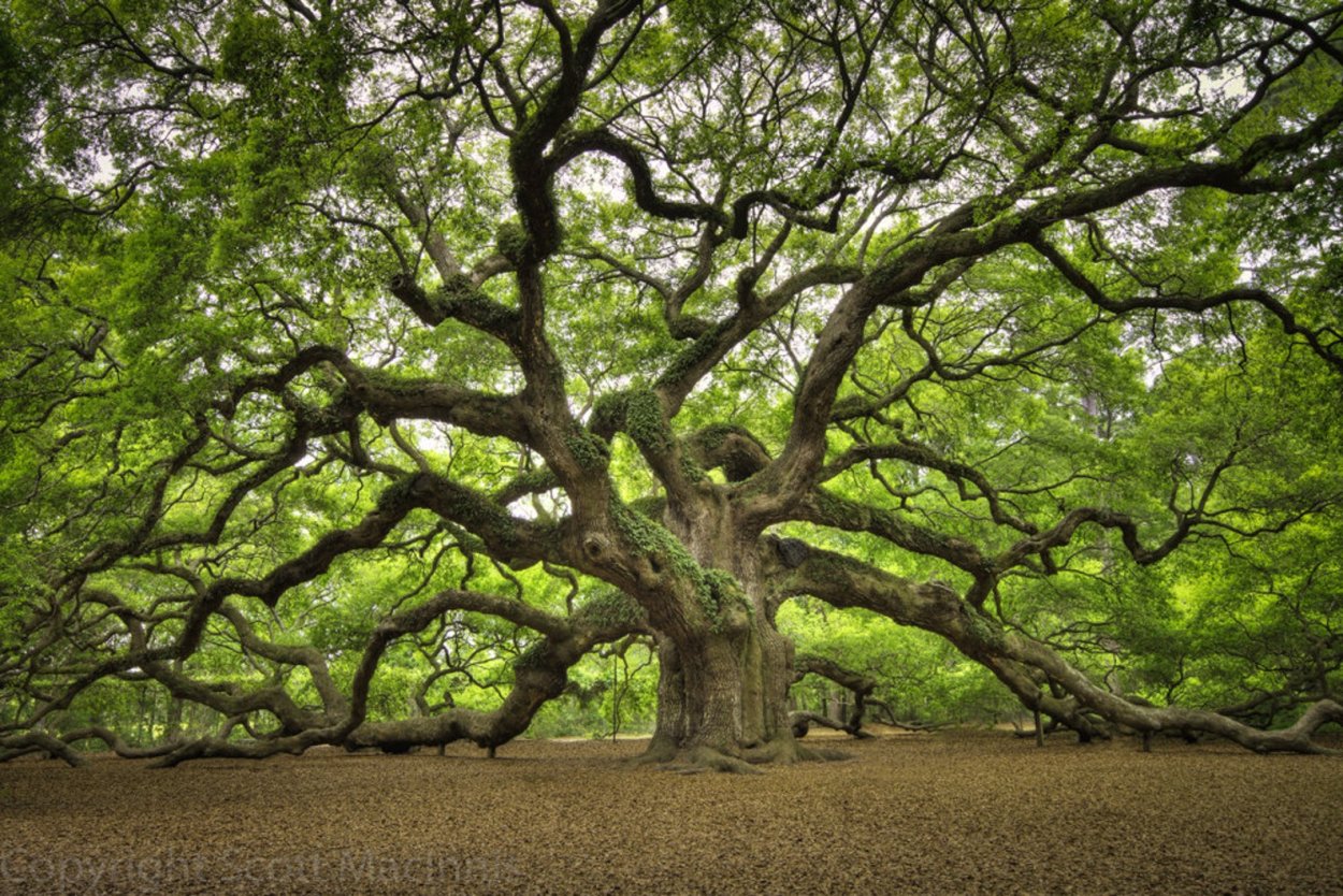 Дуб Пиренейский дерево