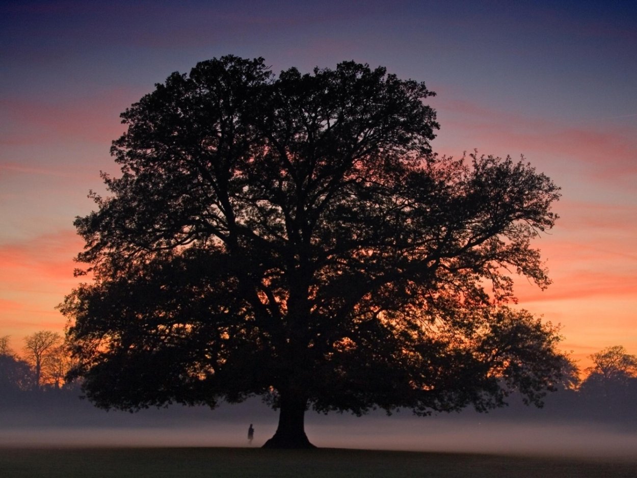 Одинокий дуб Фет