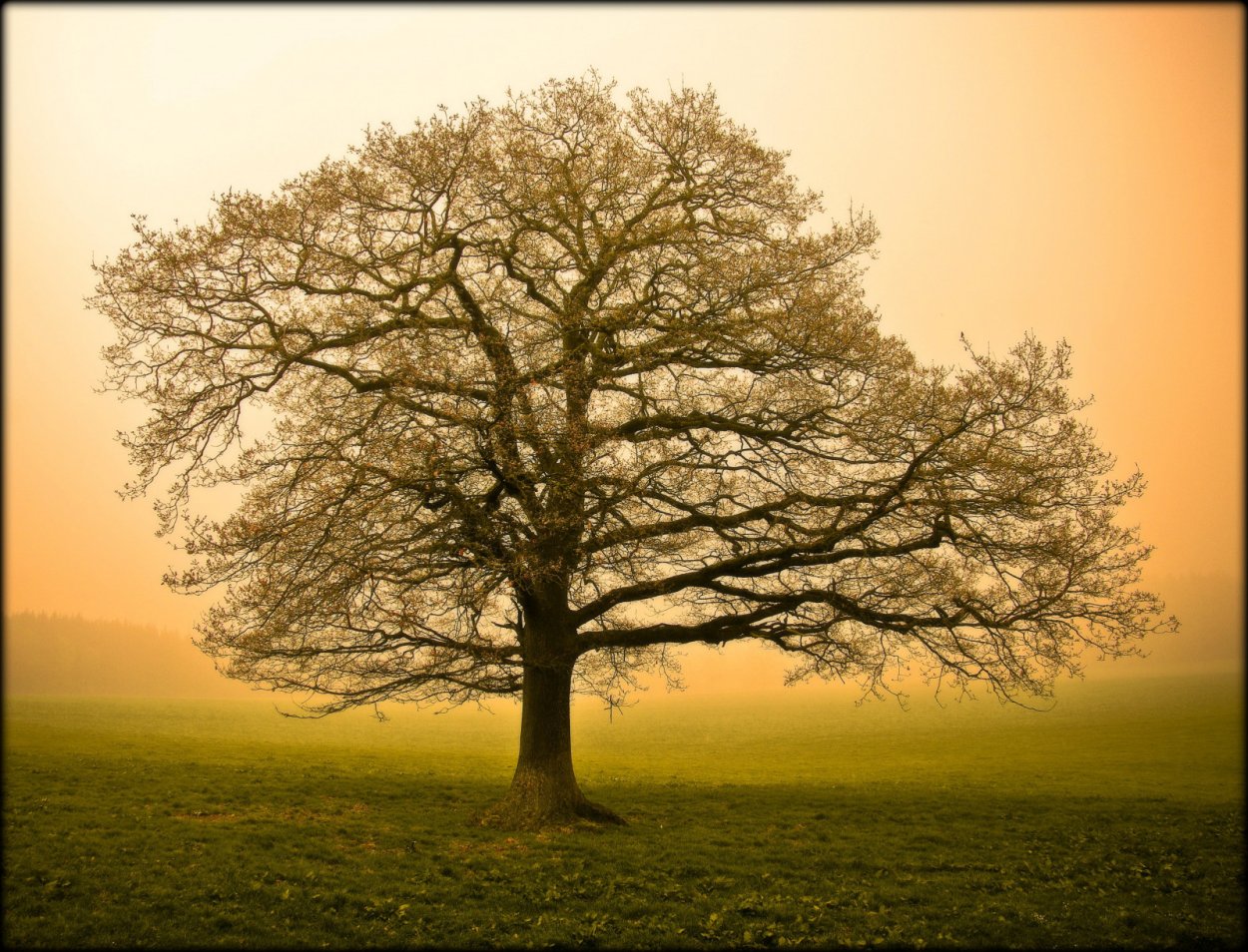 Дерево Утун Геншин