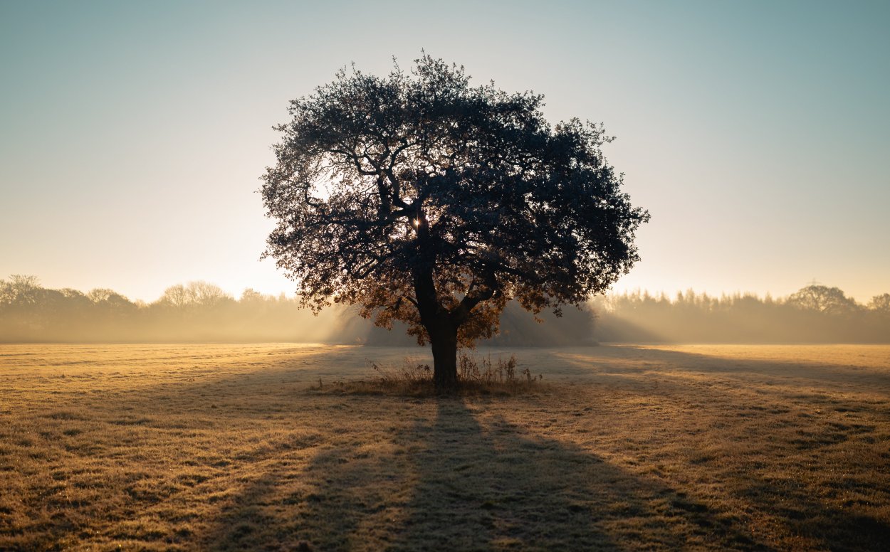 Одиночество дерево