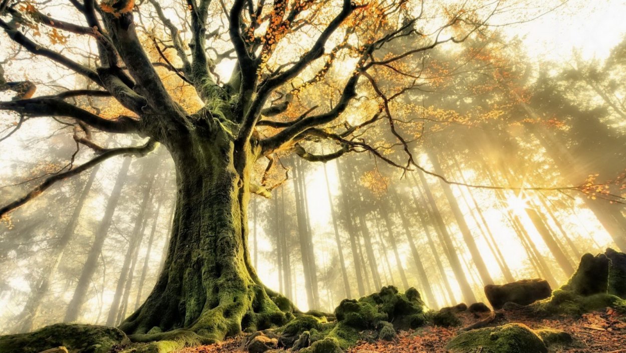 Красивый дуб