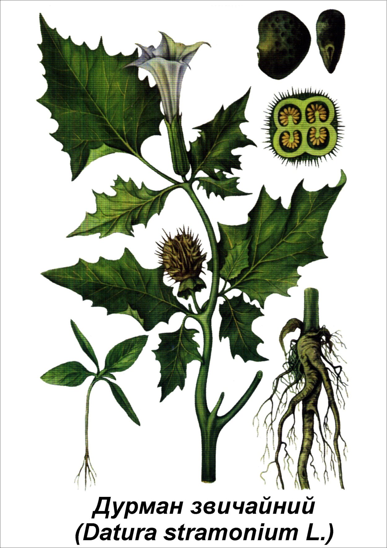 Пасленовые дурман обыкновенный