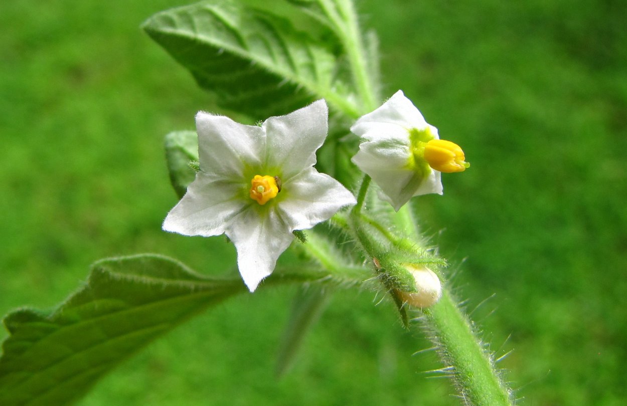 Паслён чёрный (Solanum nigrum l.)