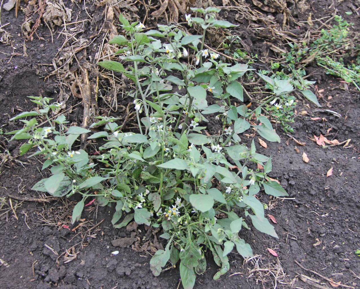 Паслен черный листья