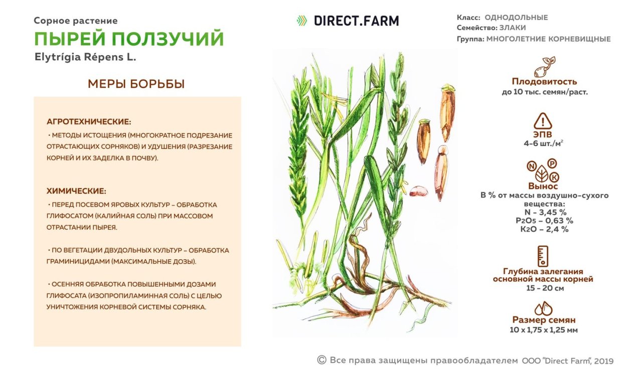 Таблица сидератов для овощных культур