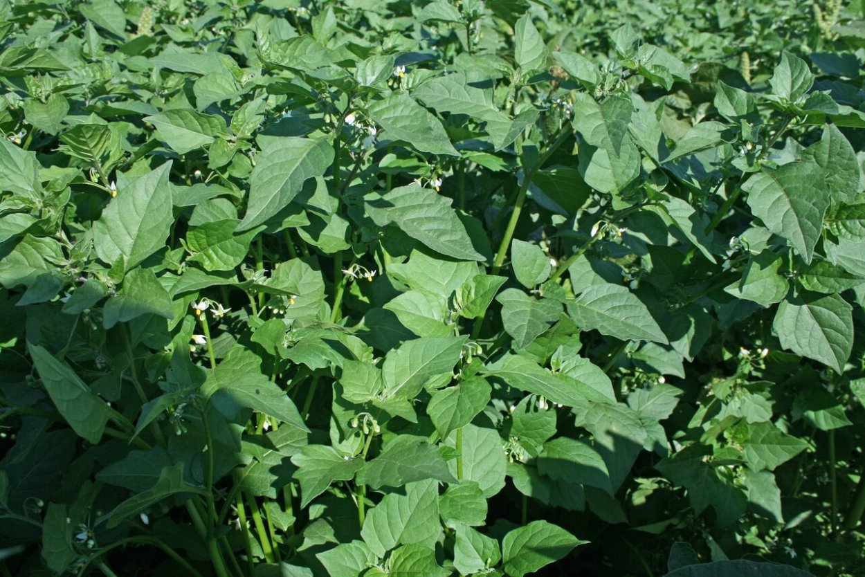 Паслен черный сорняк