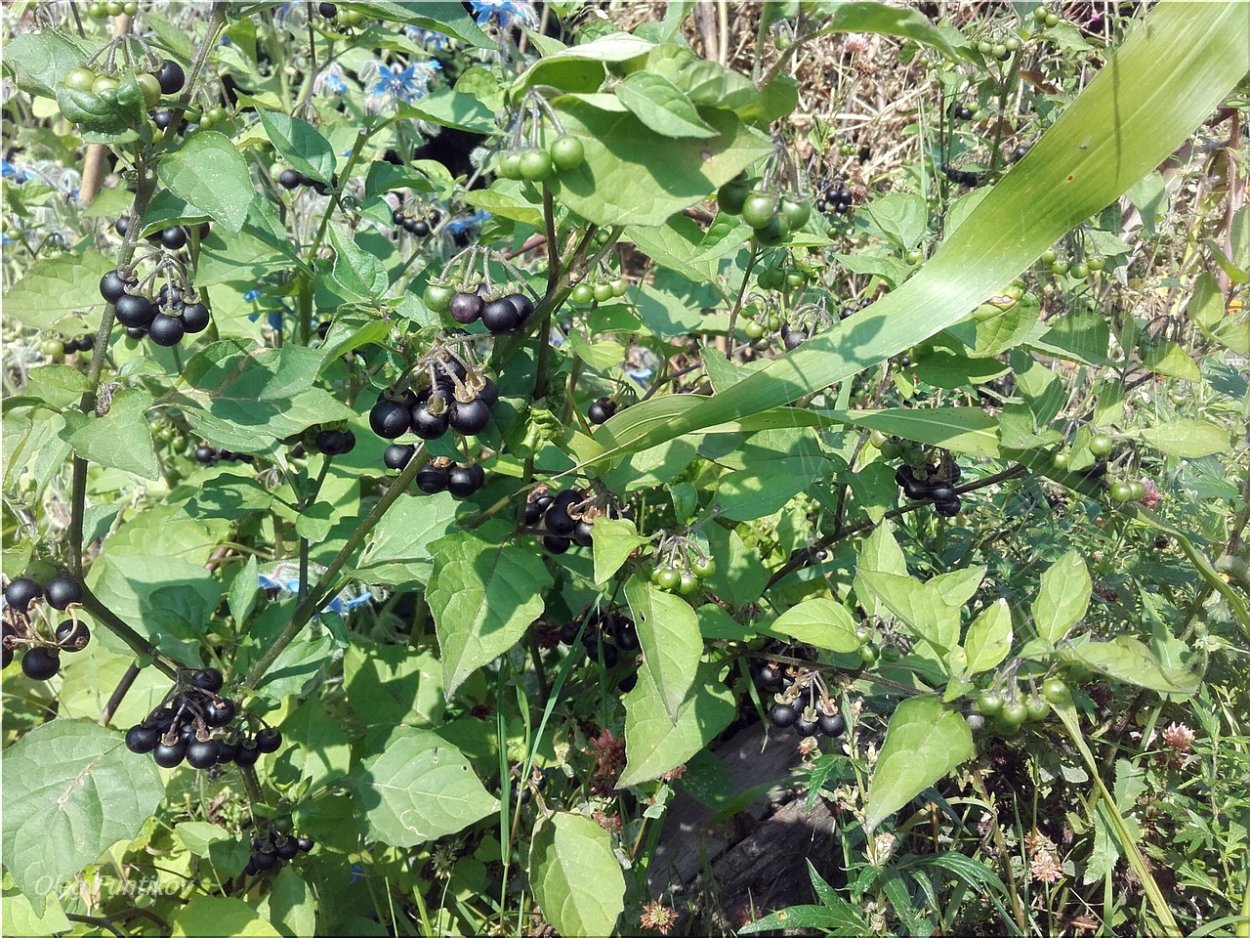 Паслен сорняк