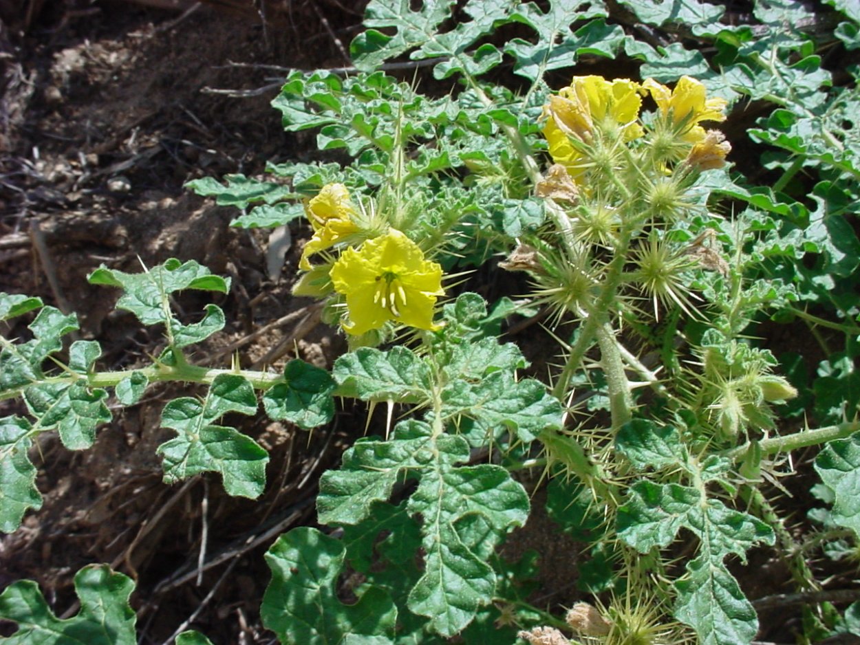 Баклажан семейство пасленовых