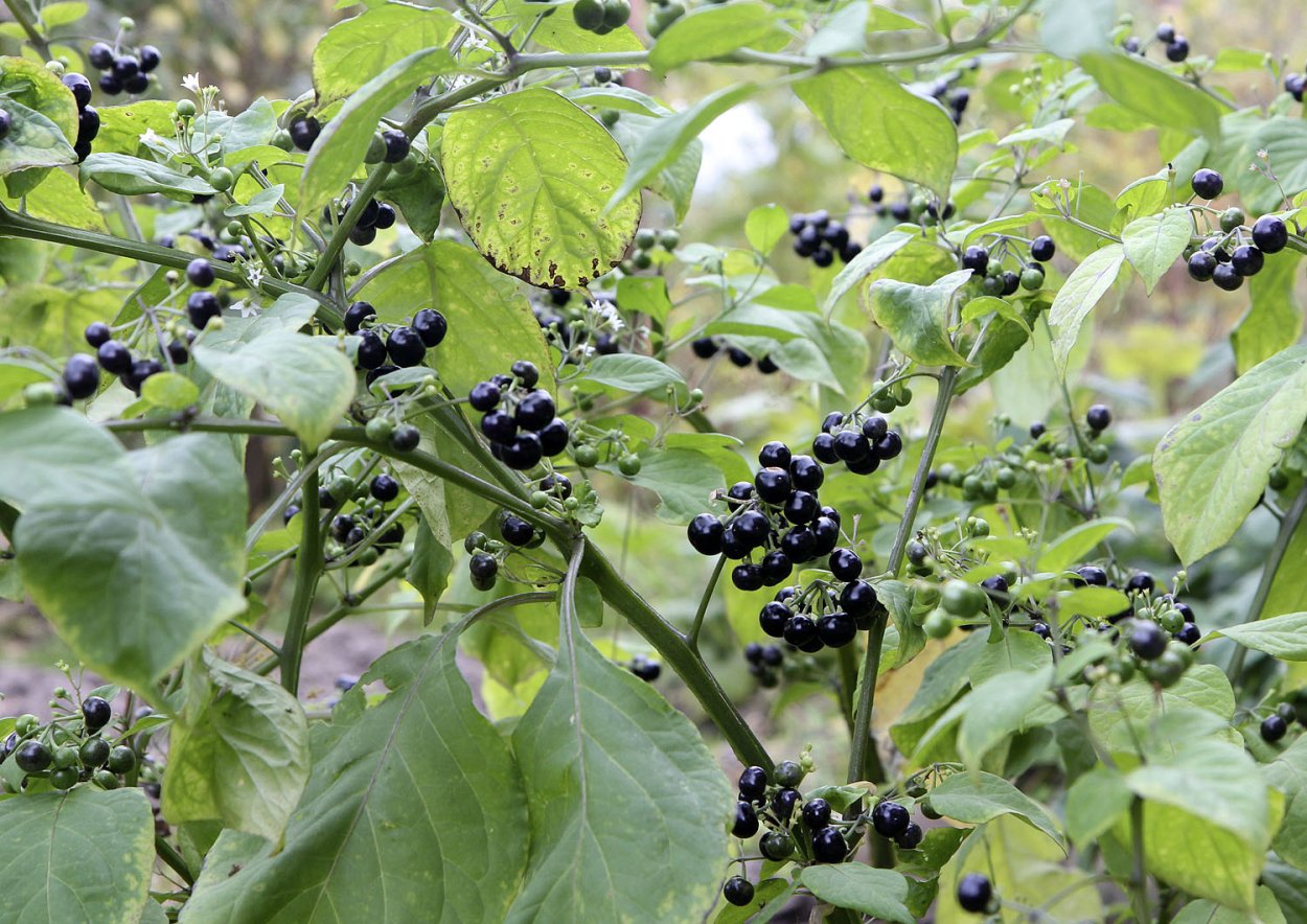 Паслен черный санберри