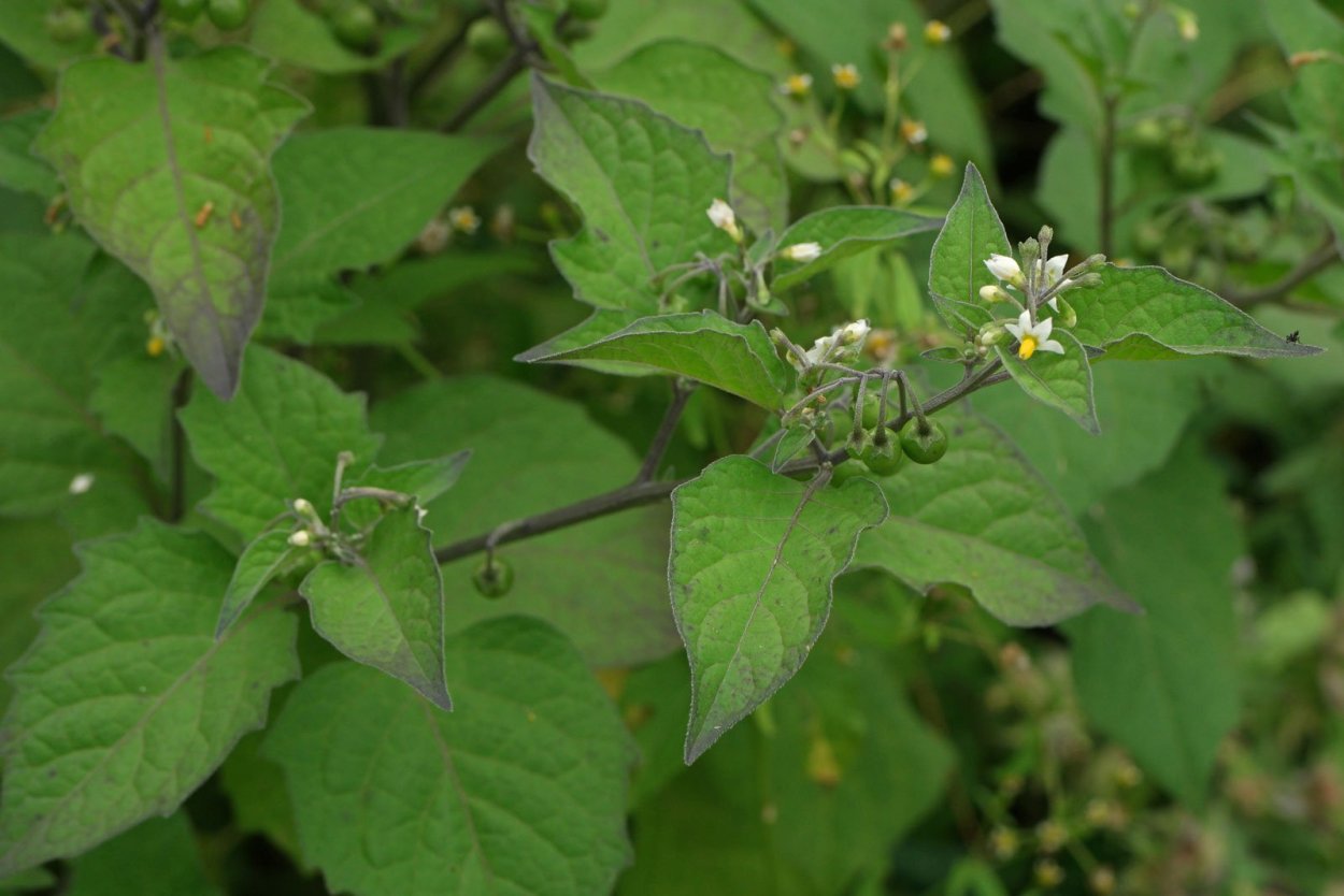 Паслен черный сорняк