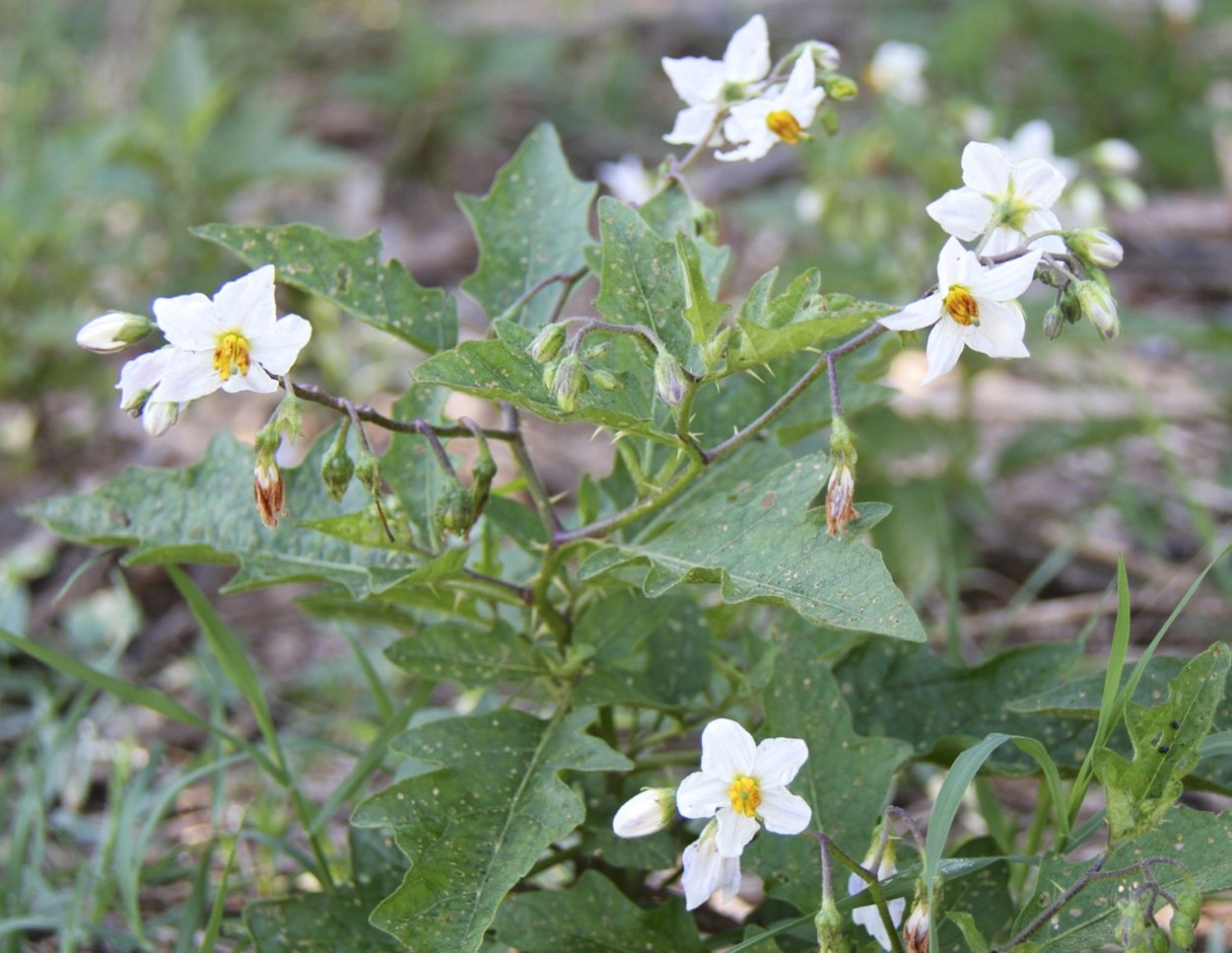 Андроцей пасленовых