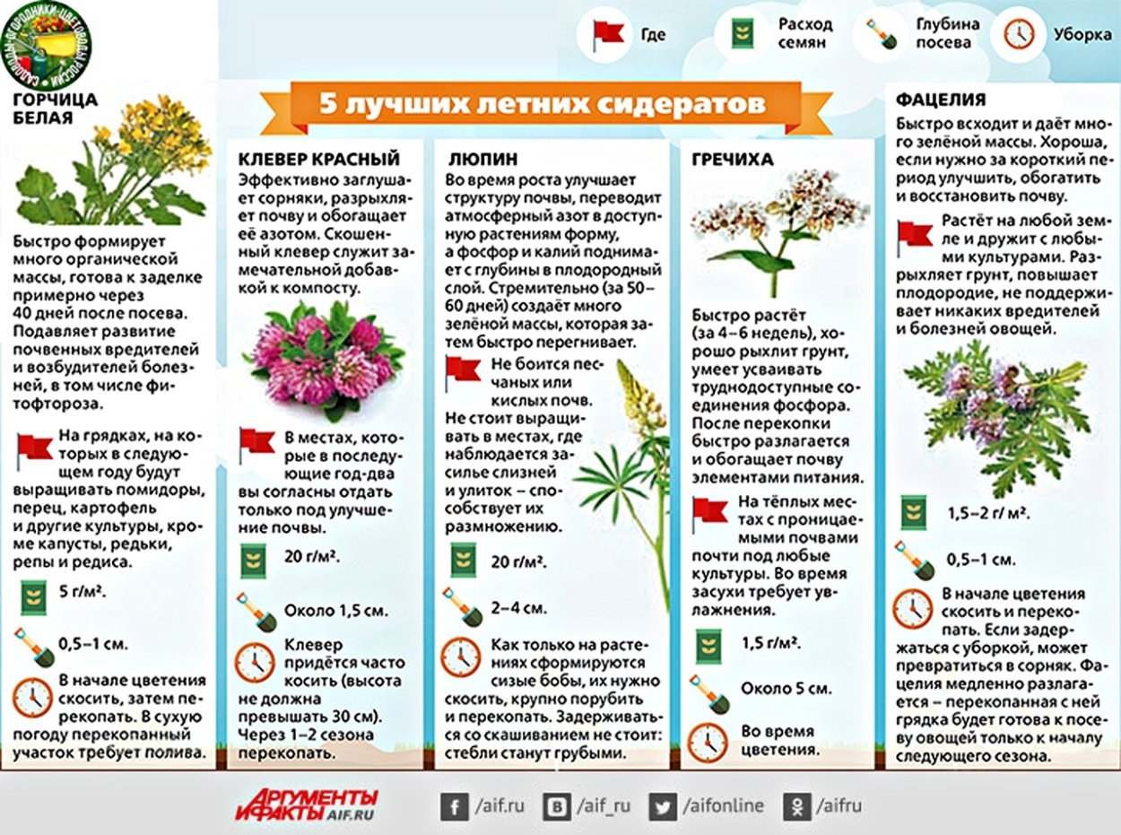 Сложноцветные травянистые растения