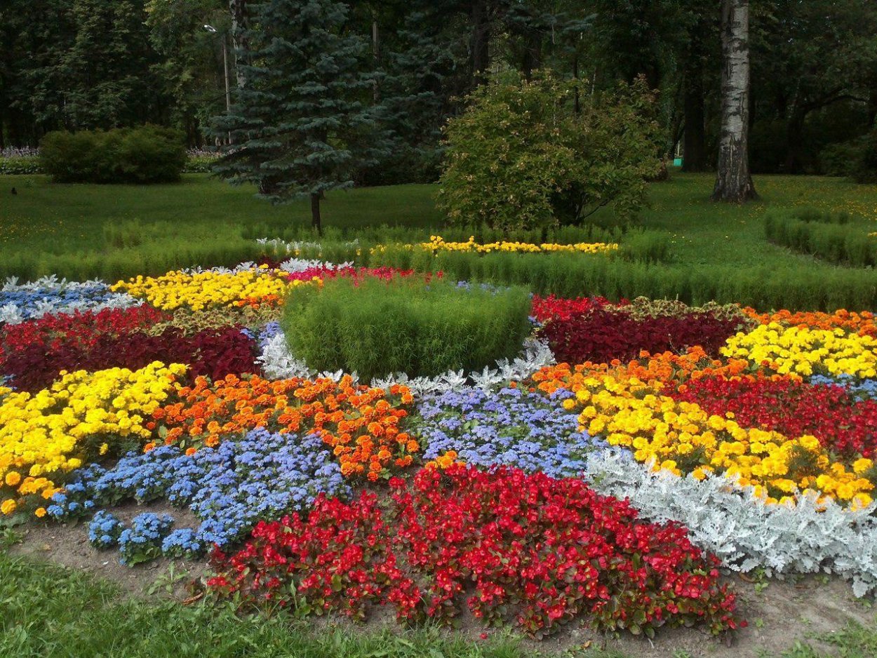 Яркий цветник