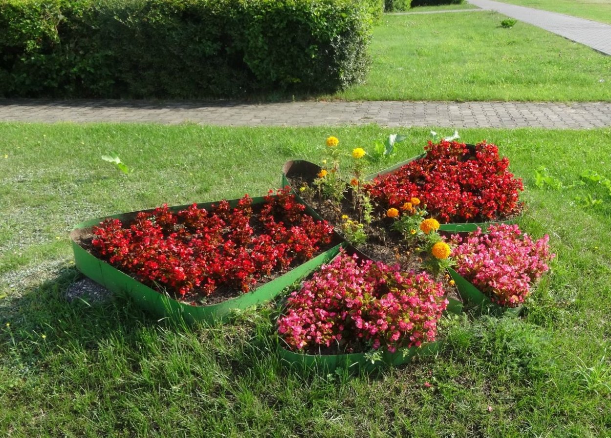 Бабочки на клумбе с цветами