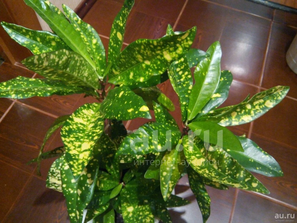 Кротон Gold Dust