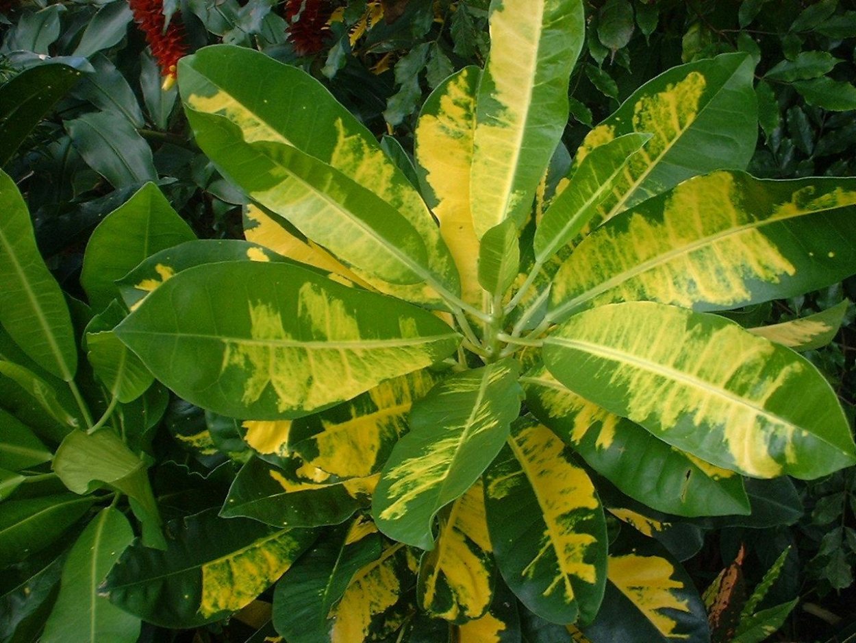 Кротон Голден Белл