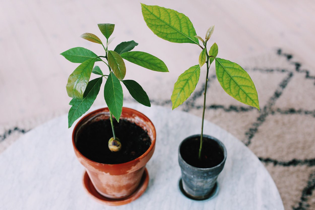 Маленькое дерево авокадо