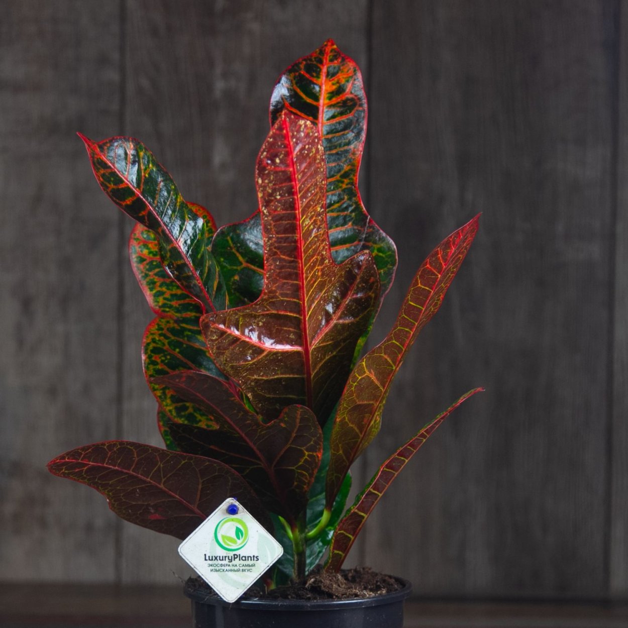 Кодиеум ( Кротон) Голд Сан