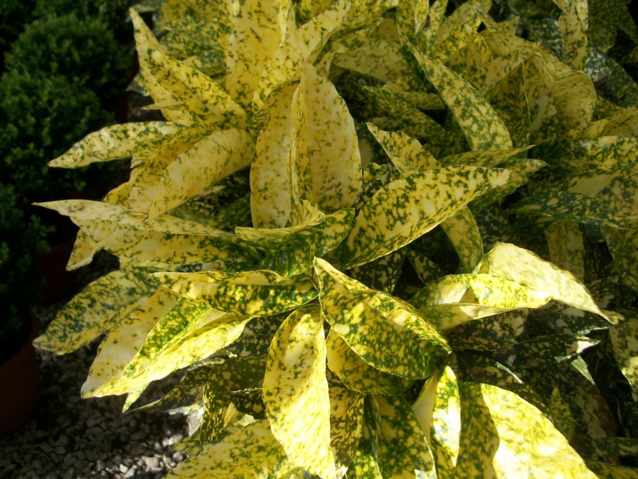 Кротон Санни Голд