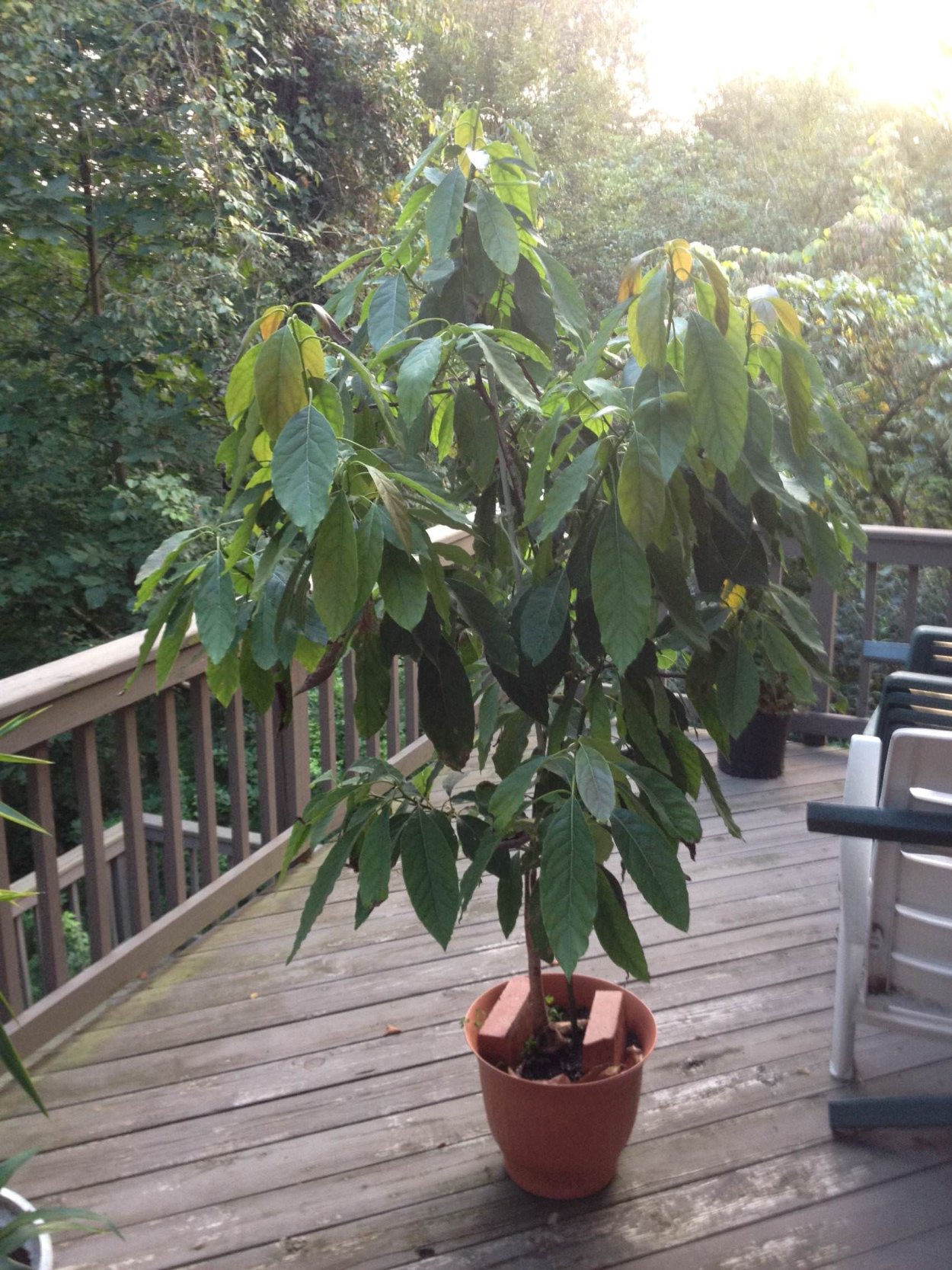 Цветение авокадо в горшке