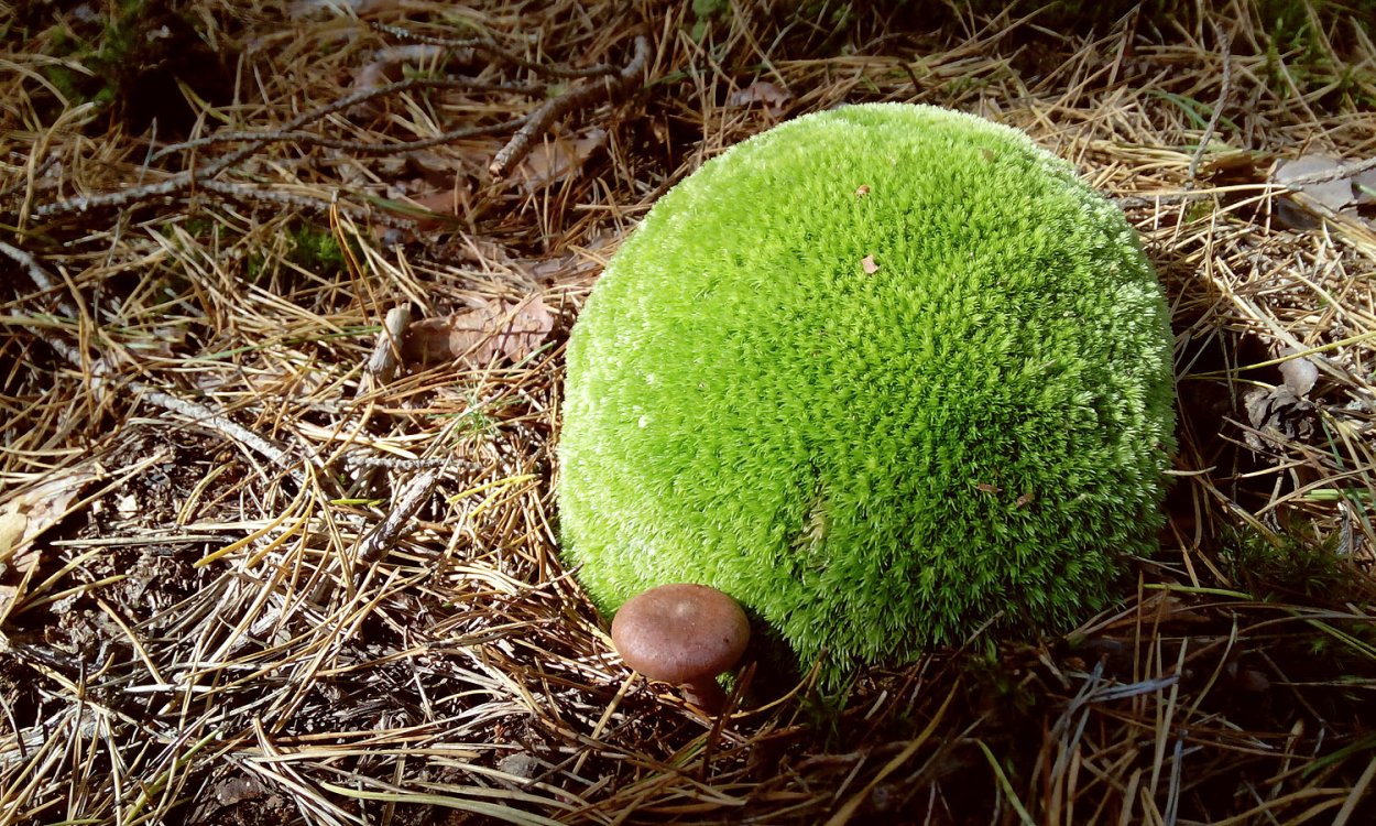 Леукобриум сизый (Leucobryum glaucum) - PictureThis