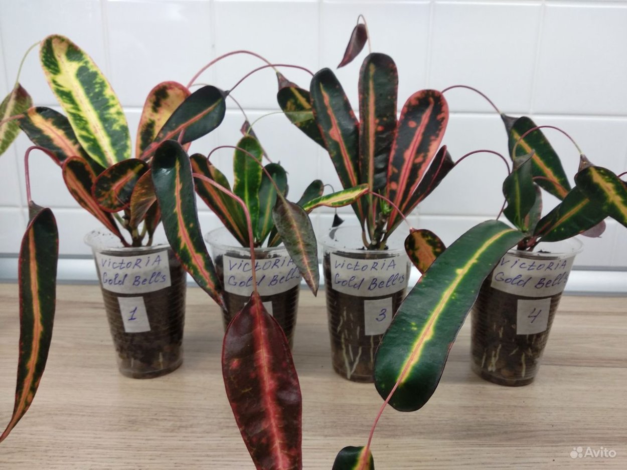 Кротон Санни Голд