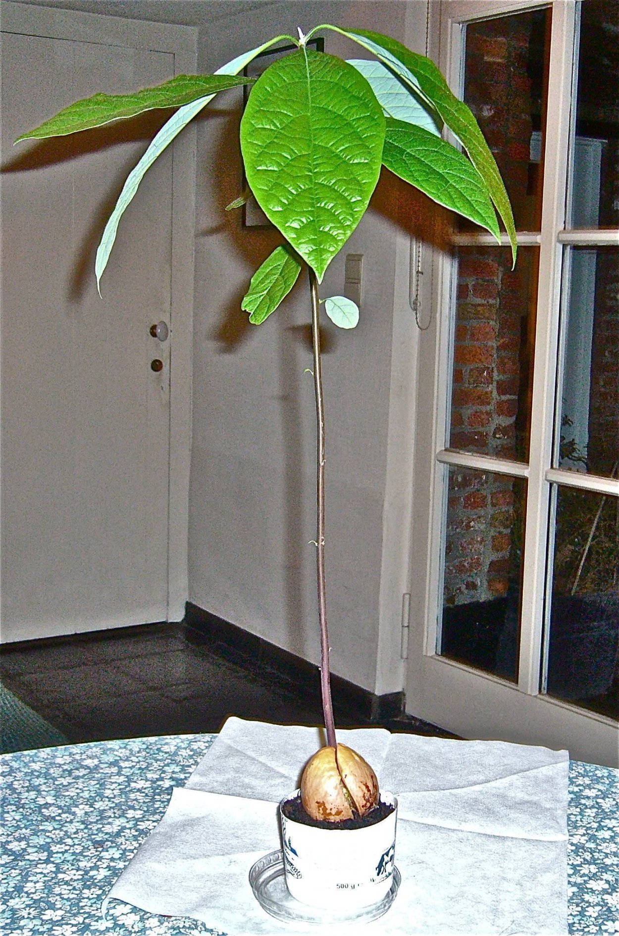 Авокадо дерево прорастить