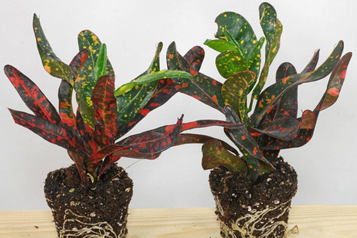 Кротон Король Сиама