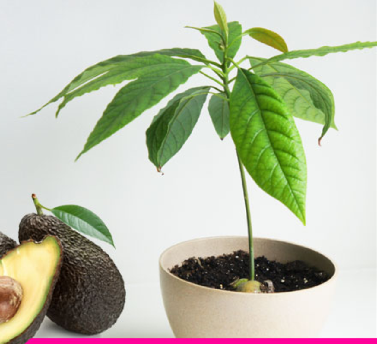 Дерево авокадо завядающий