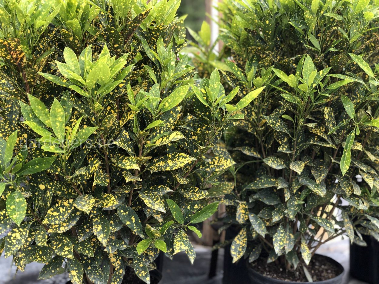 Кротон Вилма