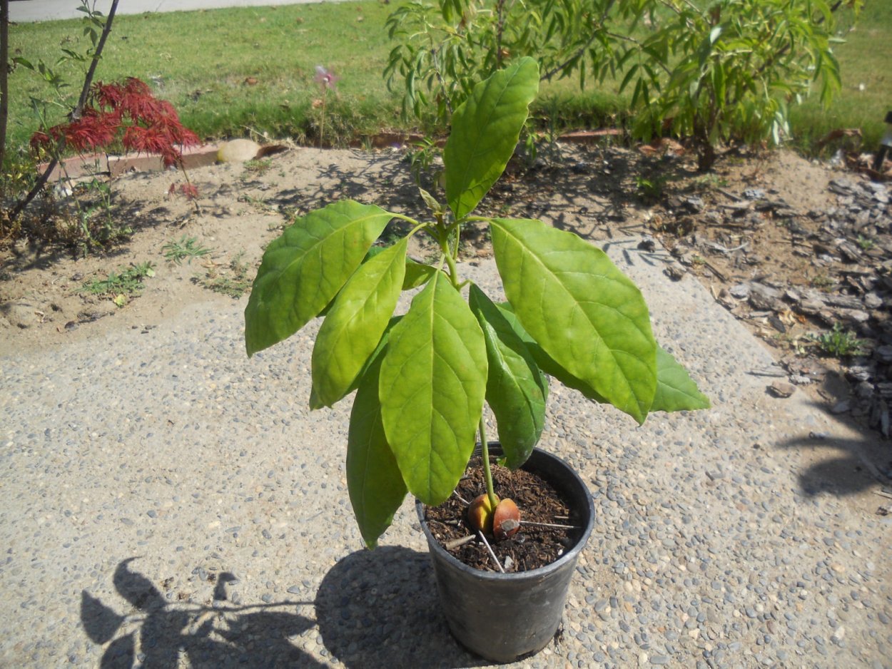 Авокадо бонсай