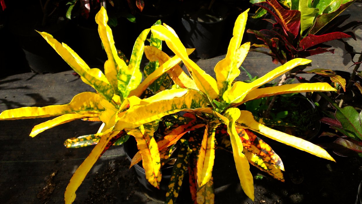 Кротон Бен Вергара