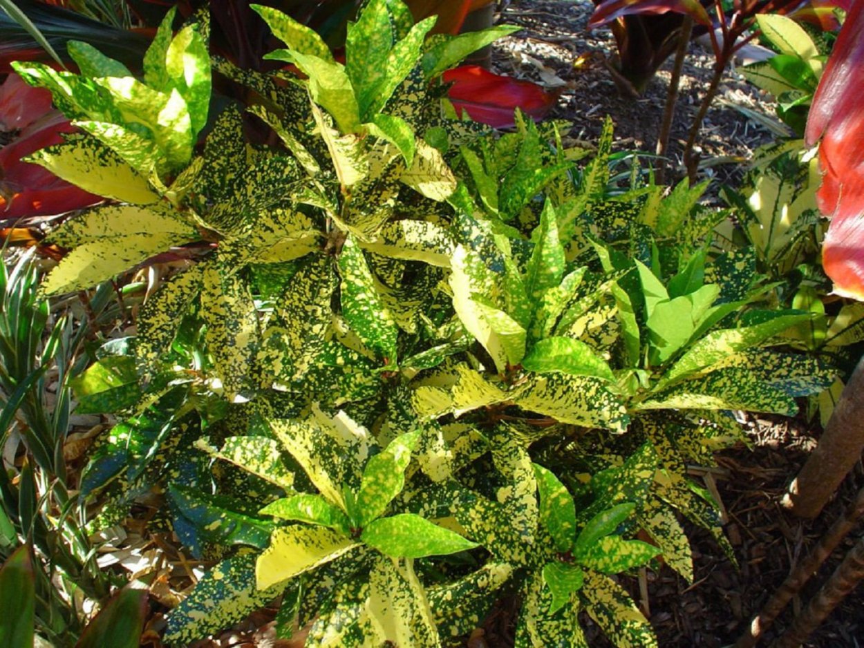 Кодиеум Голд Сан