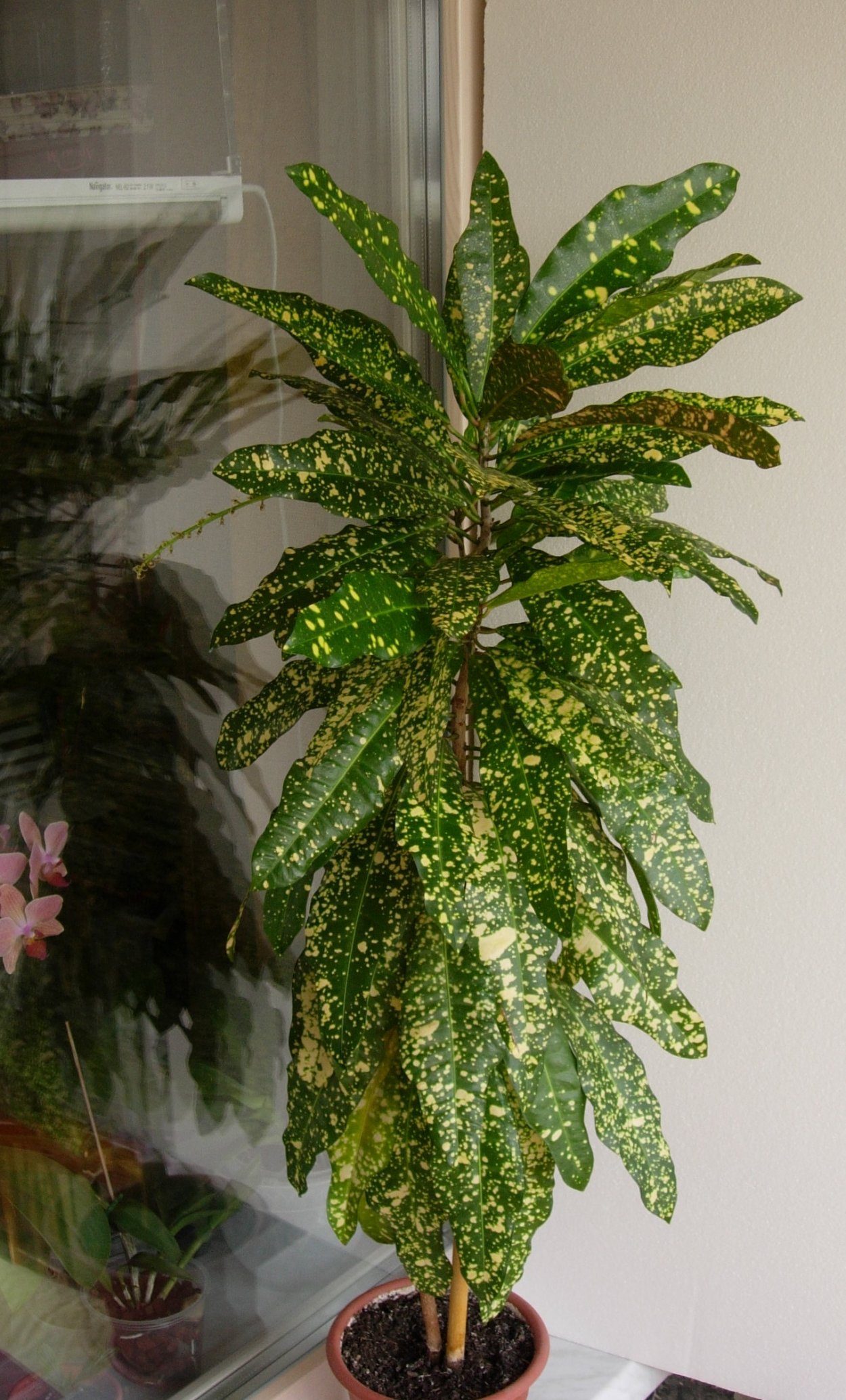 Кротон Gold Dust