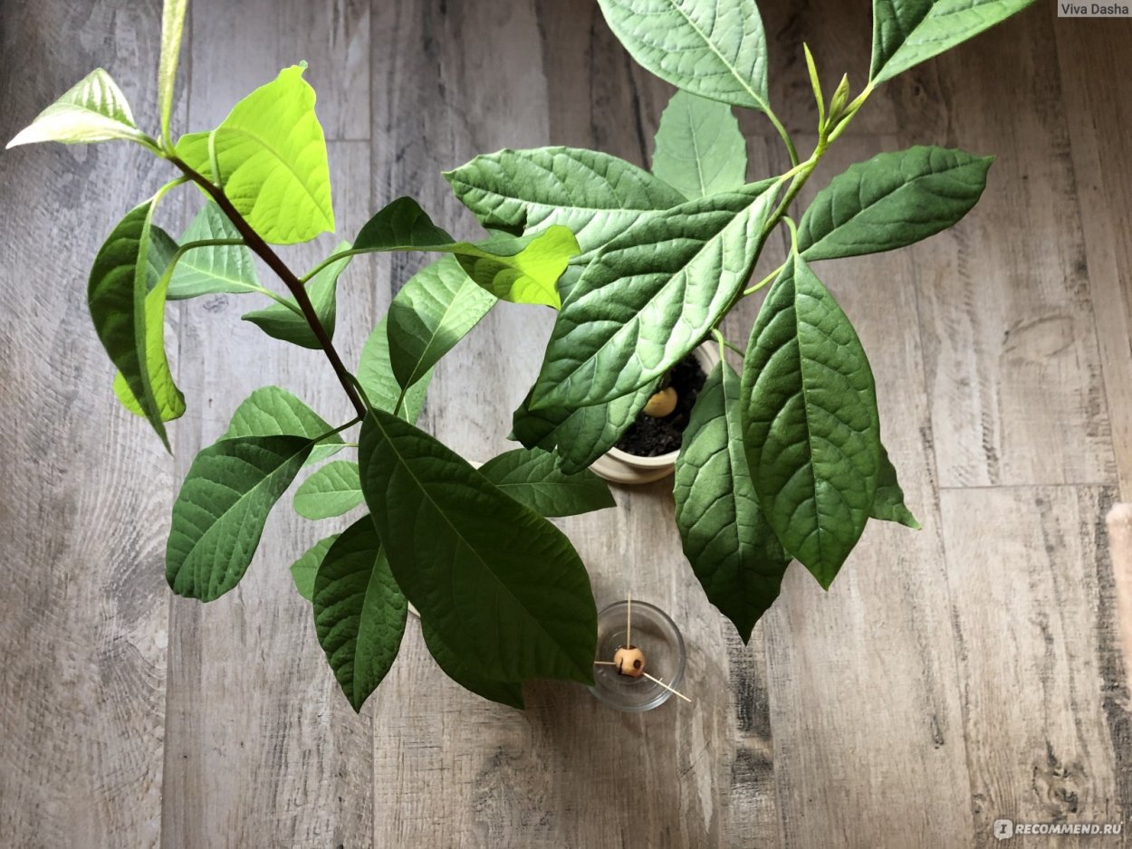 Дерево авокадо листопадное