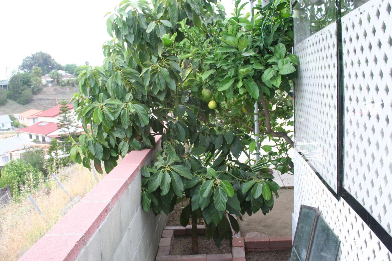 Авокадо растение