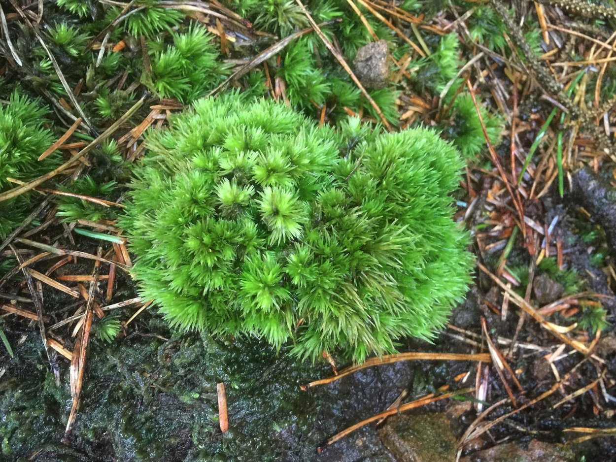 Род Леукобрий, или Леукобриум — Leucobryum Foto 18