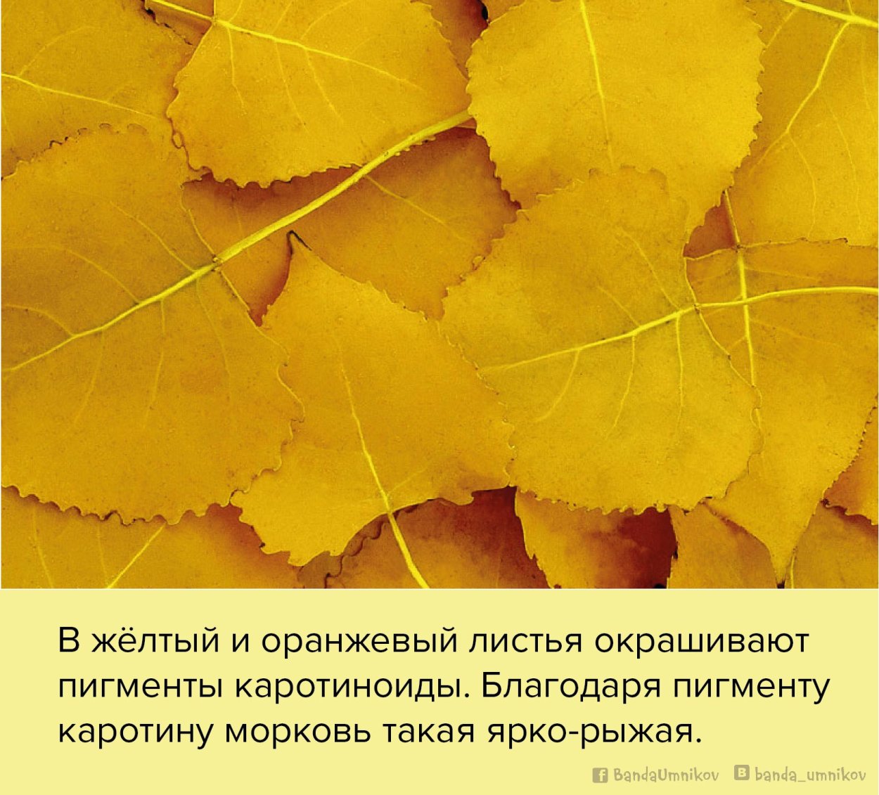 Лист тополя