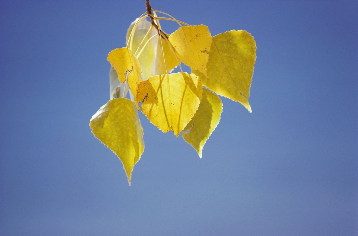 Осенние листья березы